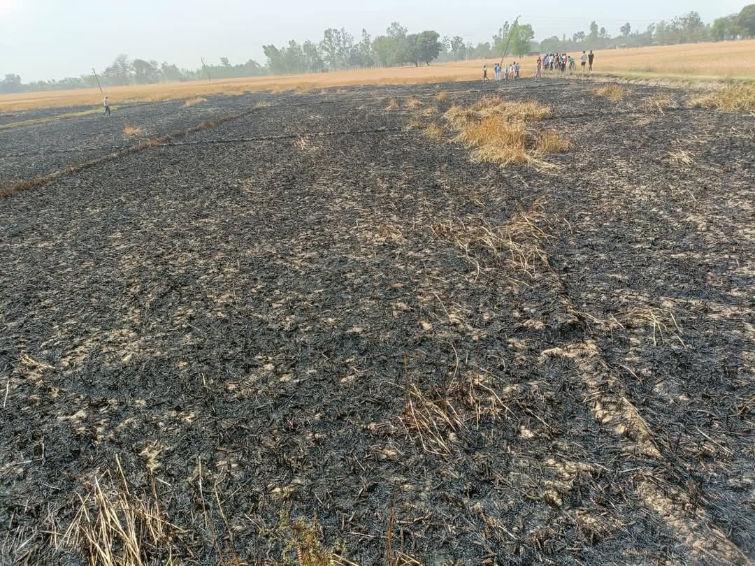 गोरखपुर - : विद्युत शार्ट सर्किट से दो एकड़ गेहूं की फसल खाक