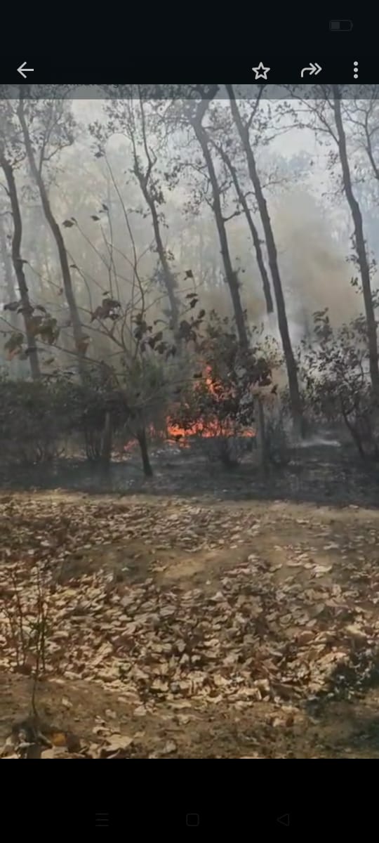 गोरखपुर -: कुसम्ही जंगल में लगा भीषड़ आग,  चालीस एकड़ में फैला आग