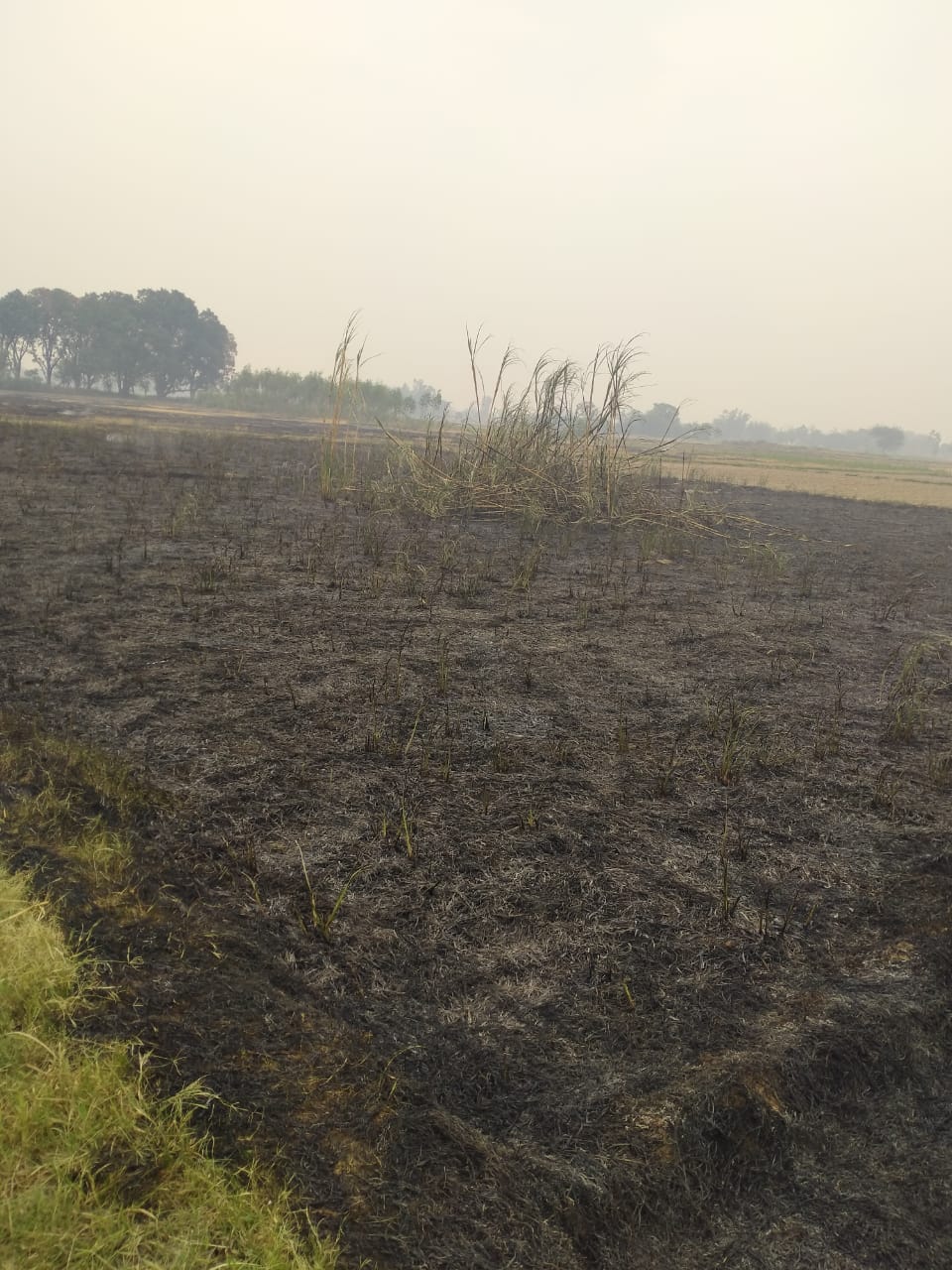 पड़ोसी के खेत में नरई जलाने से दो बीघा गन्ना जलकर हुआ ख़ाक