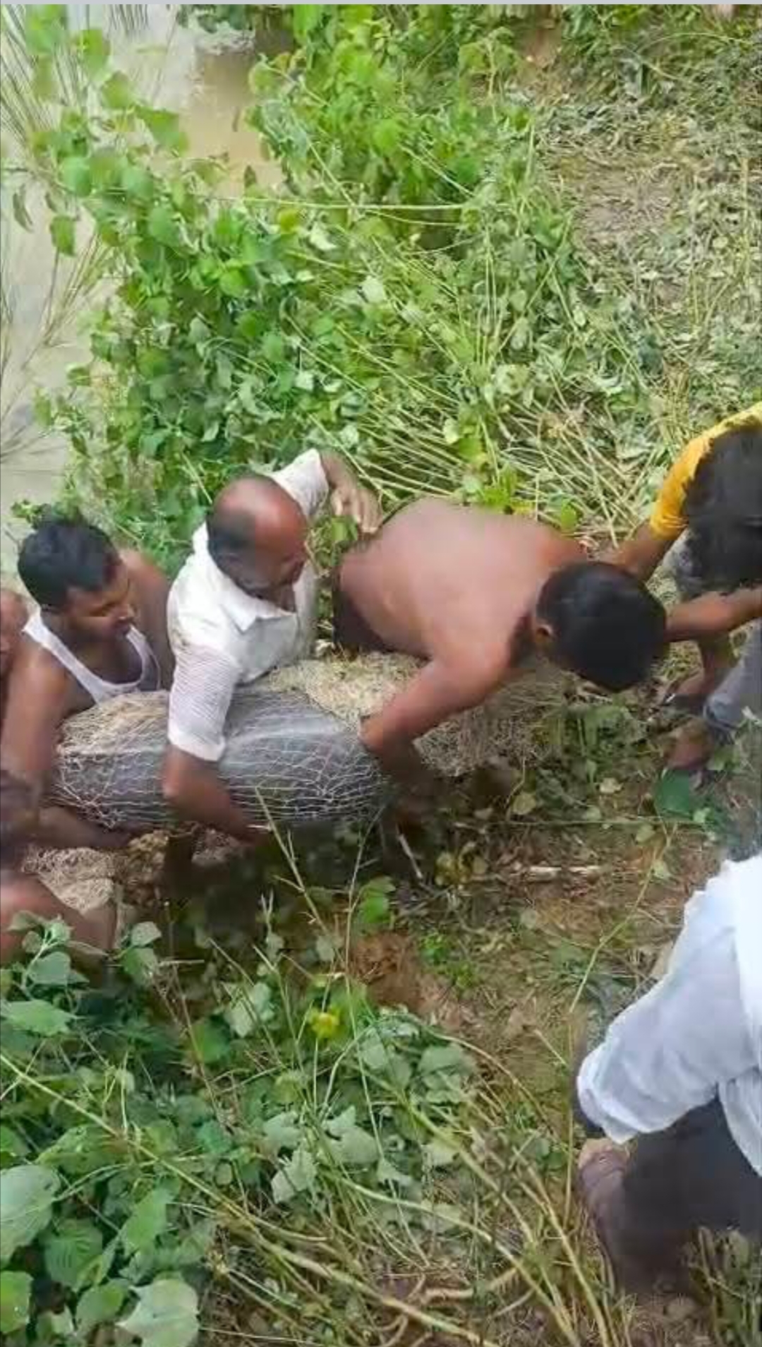 बलरामपुर में नहर में डॉल्फिन दिखी, ग्रामीणों में मचा हड़कंप