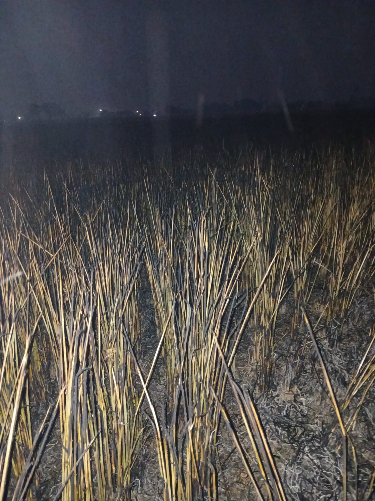 अज्ञात कारणों से खड़ी फसल में लगी आग एक एकड़ फसल जली।