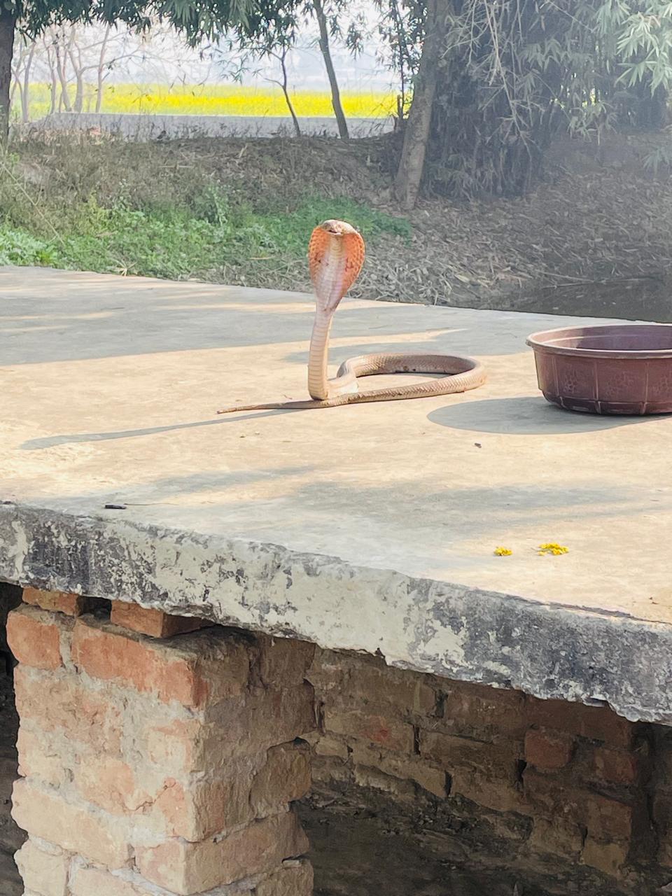 महाशिवरात्रि पर शिवालय में नाग देवता का दिव्य दर्शन, गेहुअन सर्प बना आस्था का केंद्र