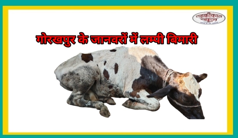 गोरखपुर: मवेशियों में लम्पी का कहर, टीकाकरण के बाद भी पशुपालक परेशान