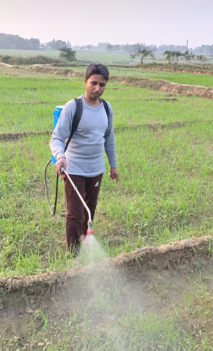 गेहूं में मंडूसी से पैदावार पर बड़ा खतरा! किसान शुरू से बरतें सावधानी, जानें पूरी रणनीति